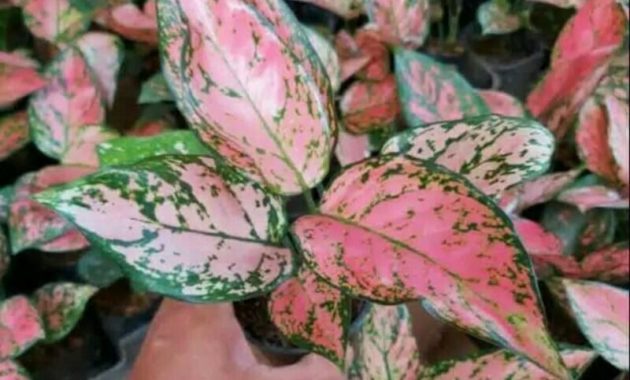 How to grow the most beautiful Pink valentine plant 